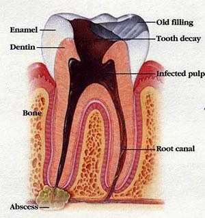 Your Oral Health This Reference Guide is compiled from the book 7 Steps to Dental Health: A Holistic Guide to a Healthy Mouth and Body.