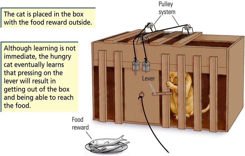 Example of instrumental conditioning: Cats have to learn to press a lever in order to obtain palatable food (Thorndike s experiment)