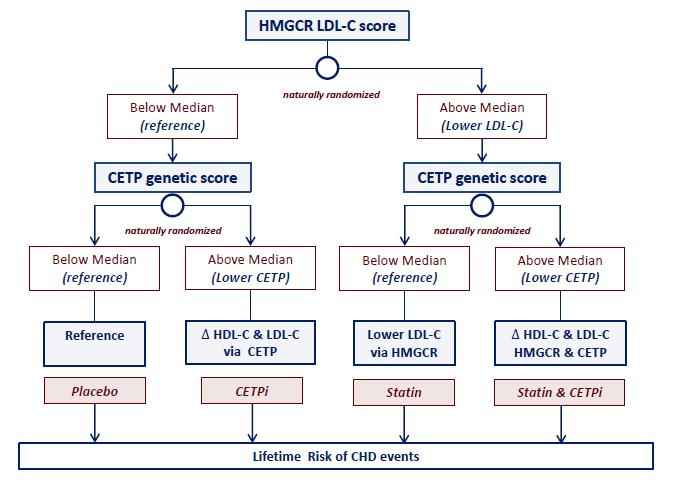 Study Design: combined effect of CETP and HMGCR inhibition Genetic CETP score that mimics effect of CETP inhibitors (8