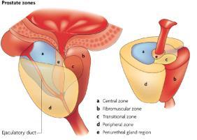 lower urinary tract symptoms (LUTS)?