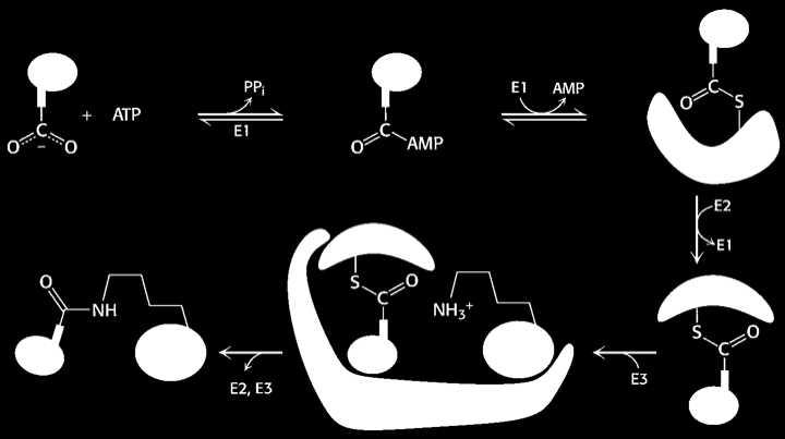 activating enzyme E2 - Ubiquitin-conjugating enyzme E3 -