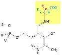3.2 Pyridoxyl Phosphate The aldehyde forms a Schiff base with an ε amino group on the enzyme.