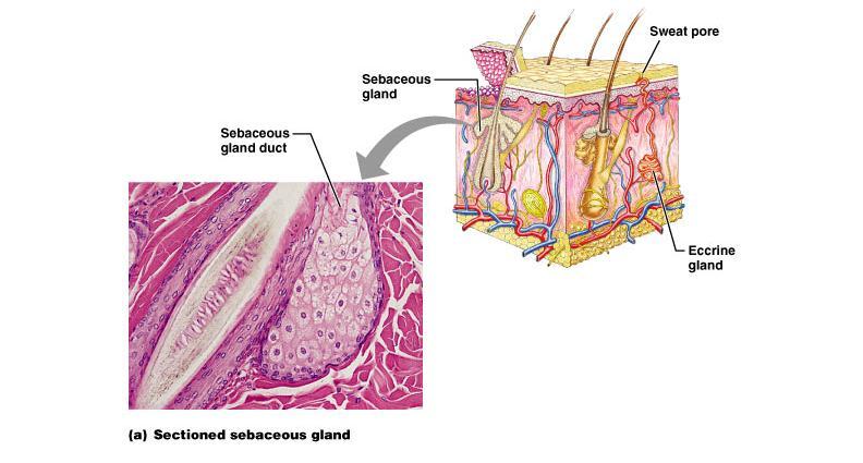 Sebaceous (oil) glands Entire body except palms and
