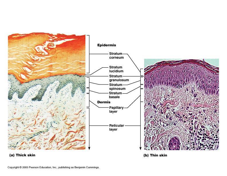 Epidermis and dermis of (a) thick skin and