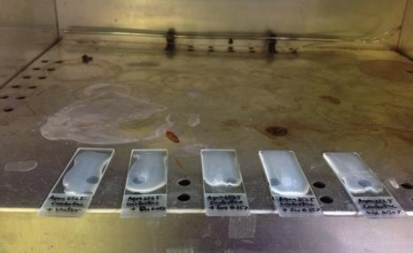 drop of liquid mixture was placed on the glass slide before drying it in the oven at 80 o C for 15 minutes.