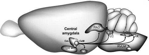 As just one example Vasopressin and Oxytocin interact in the Central amygdala, which projects to the Brainstem, where both peptides
