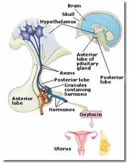 Oxytocin was classically viewed as a FEMALE REPRODUCTIVE Hormone, Acting