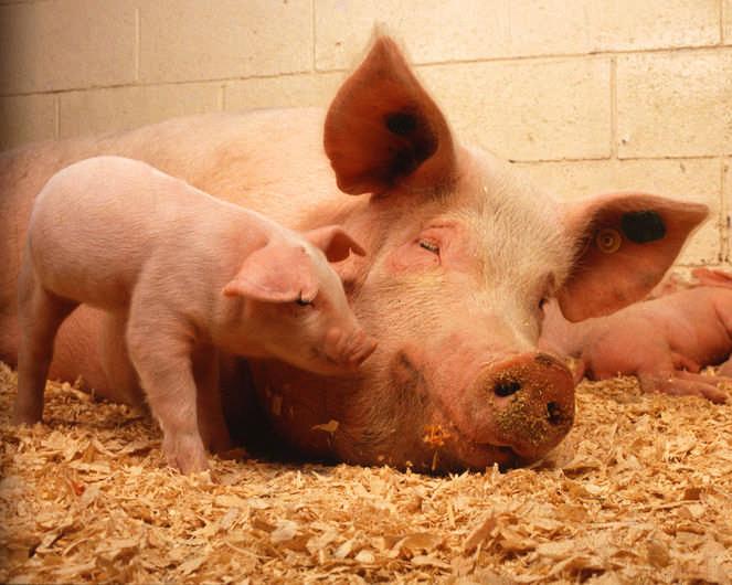 The Swine Flu Scare Pigs are susceptible to human influenza and can act as a reservoir in maintaining old human flu viruses. Spanish flu was found in pigs until the 1930s.