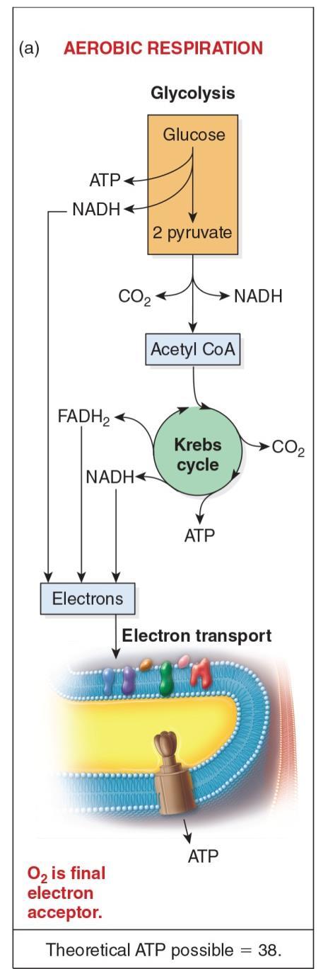 Aerobic respiration Series or enzyme-catalyzed reactions in which electrons are transferred from fuel molecules (glucose) to oxygen as a final electron acceptor Glycolysis glucose (6C) is oxidized
