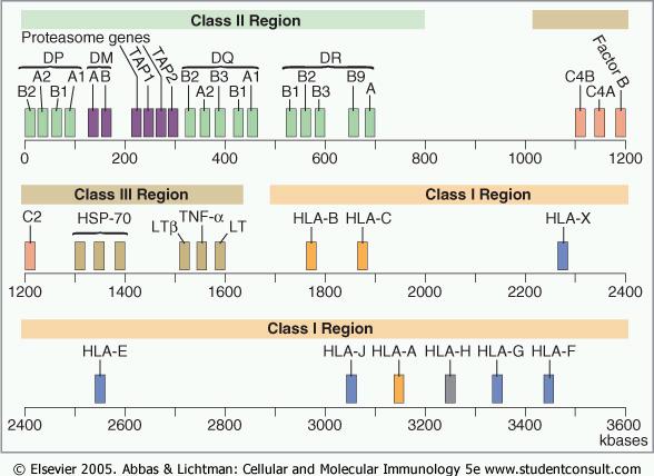 HLA genes MHC locus On chromosome 6 HLA class III.