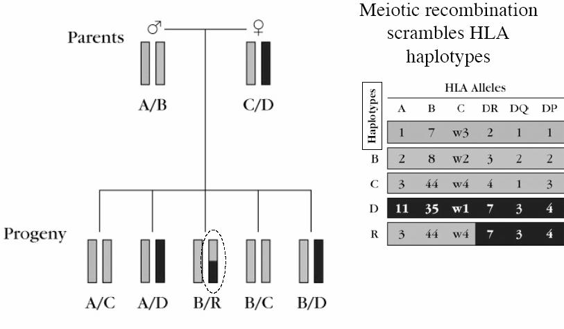 HLA haplotypes in a typical family Haplotype is combination of allelic forms of HLA molecules on one chromosome.