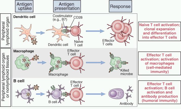 Antigen presenting cells Most important population of APC Other population of APC Vascular
