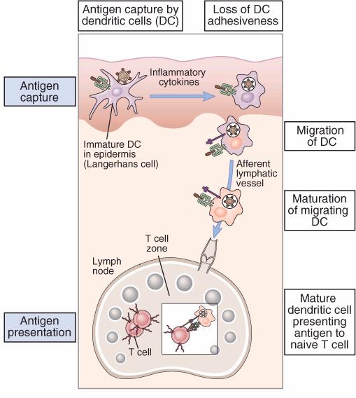 Dendritic cells in antigen presentation Dendritic cells - most effective population in T cell activation - used as