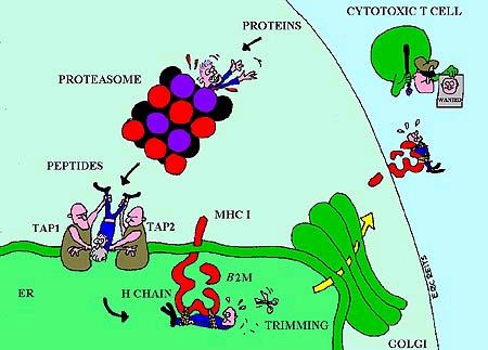 TAP (transporter associated with antigen presentation) Transport associated protein - TAP is responsible for the peptide transport from cytoplasm to ER. Proteins are degraded to peptide in proteasome.