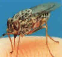 ovale and P. malariae Typical lesion of cutaneous leishmaniasis Tsetse fly the vector of African trypanosomiasis It has a painful bite!