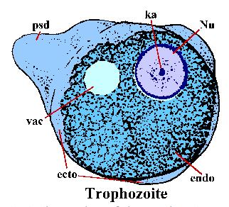 5) Protozoa