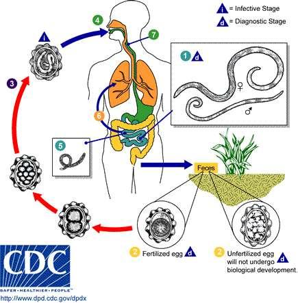 LIFE CYCLE: 2 phases: lung and intestinal Egg ingested, hatches in duodenum; larvae penetrate intestine wall, enter blood vessels and embolize through liver to