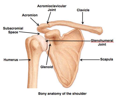 ANATOMY OF THE SHOULDER The shoulder area is where the arm is joined to the thorax.