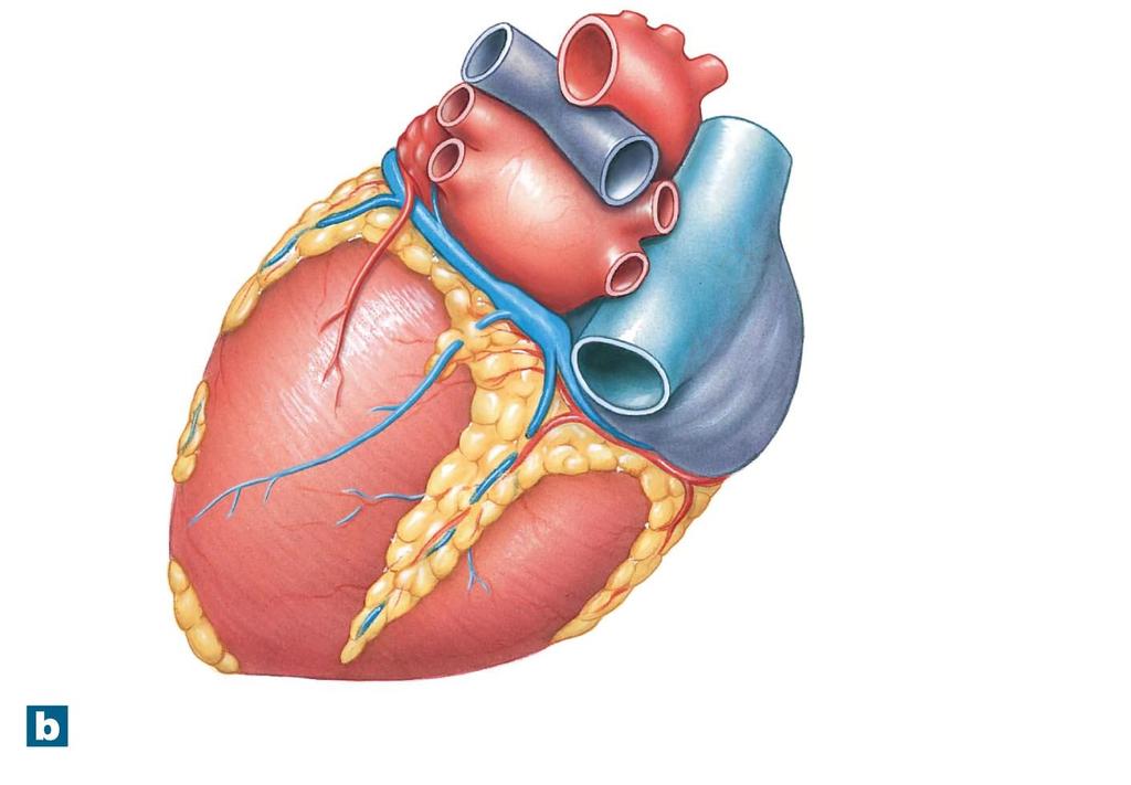 Figure 12-3b The Surface Anatomy of the Heart.