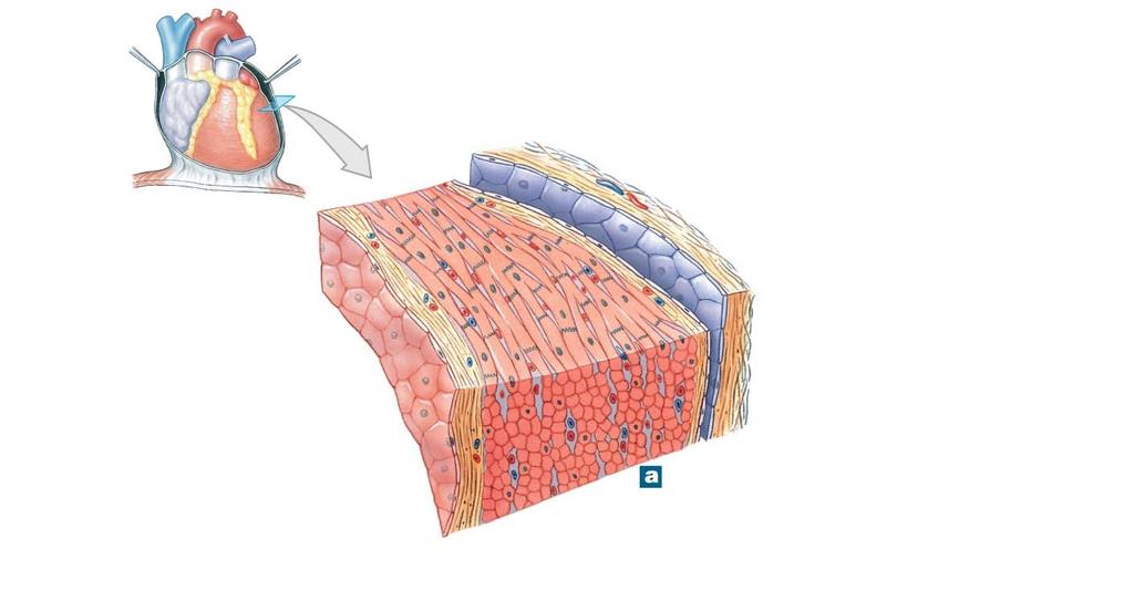 Figure 12-4a The Heart Wall and Cardiac Muscle Tissue.