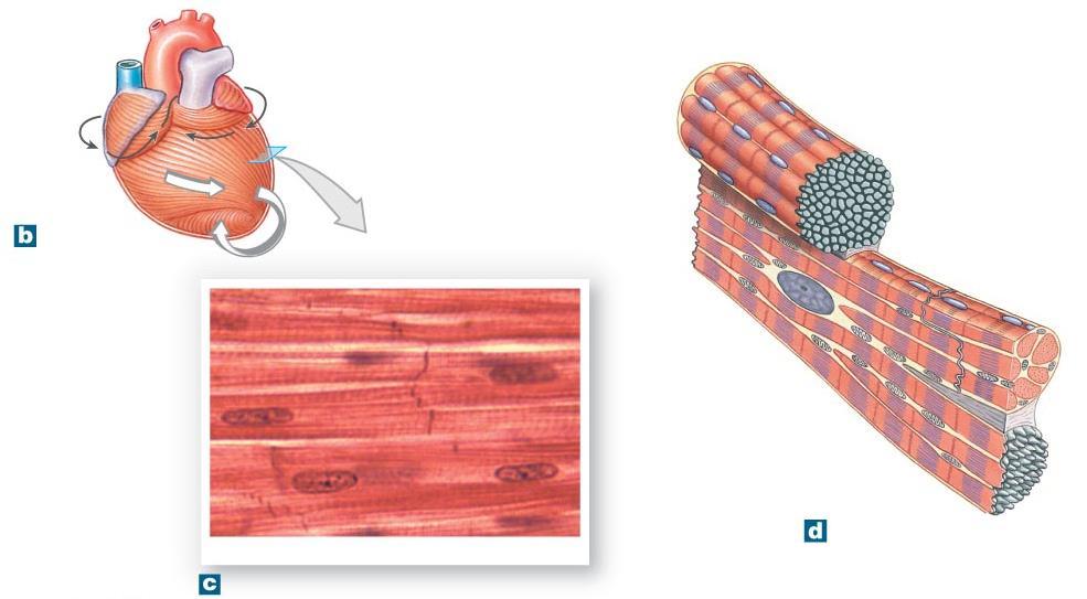 Figure 12-4b-d The Heart Wall and Cardiac Muscle Tissue.