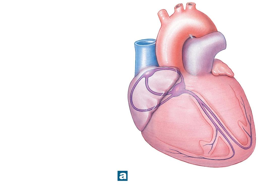 Figure 12-9a The Conducting System of the Heart.