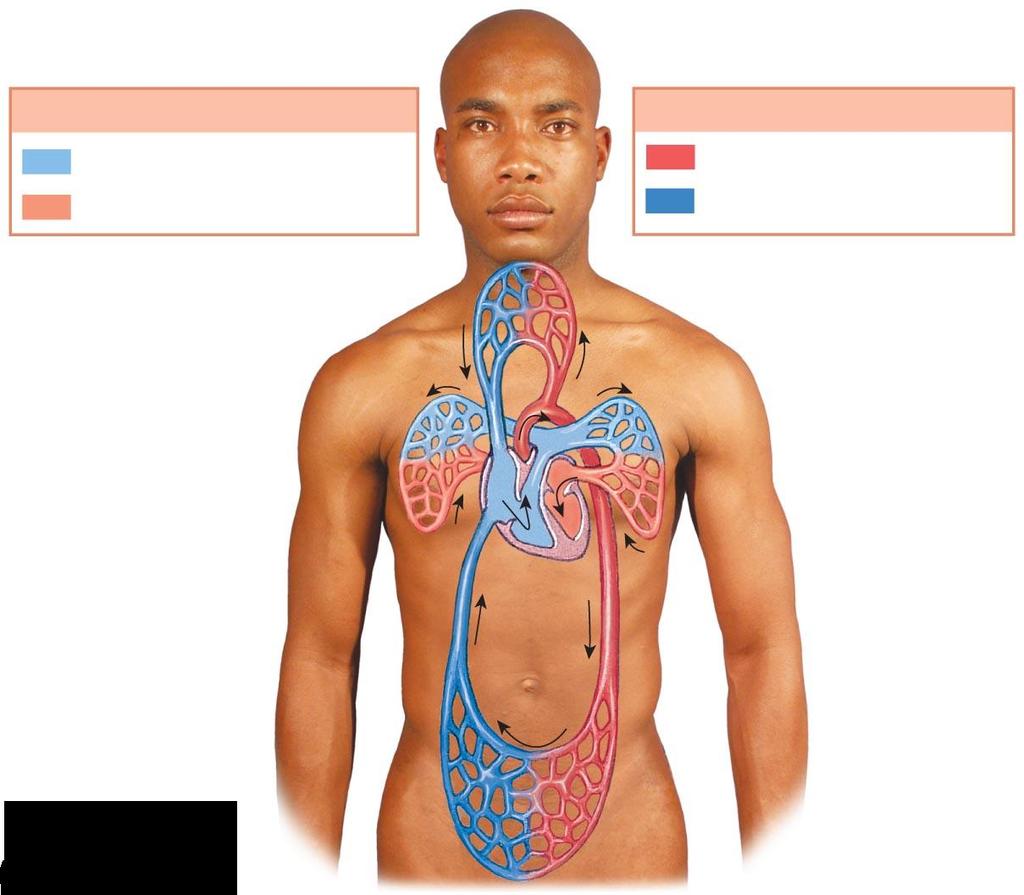 Figure 12-1 An Overview of the Cardiovascular System.