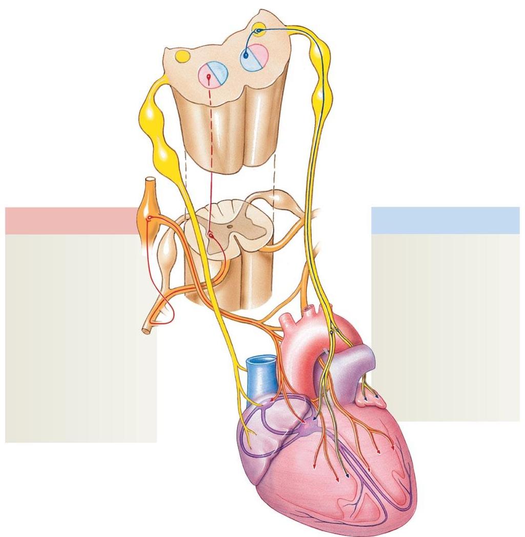 Figure 12-12 Autonomic Innervation of the Heart.