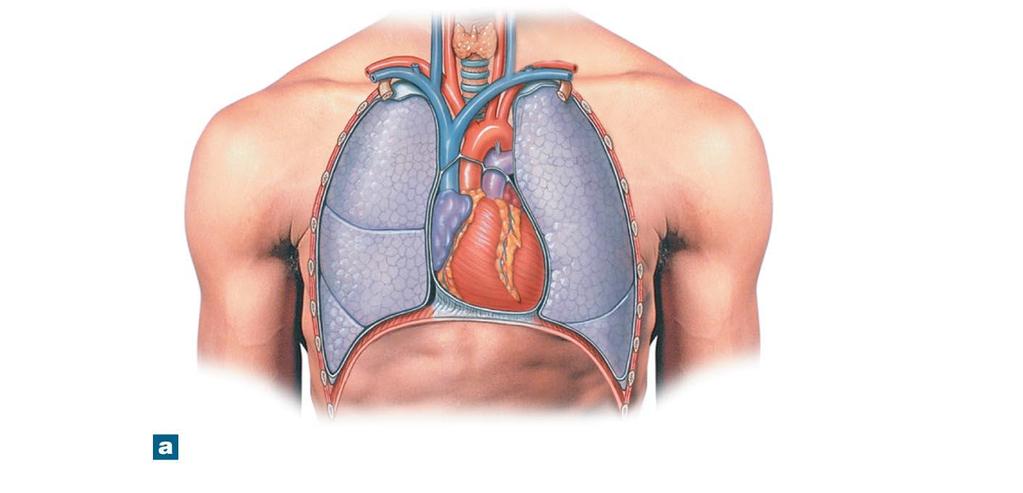 Figure 12-2a The Location of the Heart in the Thoracic Cavity.