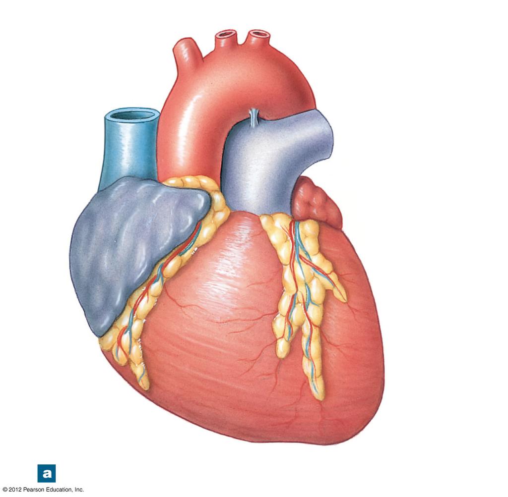 Figure 20-3a The Superficial Anatomy of the Heart Left common carotid artery Brachiocephalic trunk Ascending aorta Superior vena cava Auricle of right atrium RIGHT ATRIUM Left subclavian artery Arch