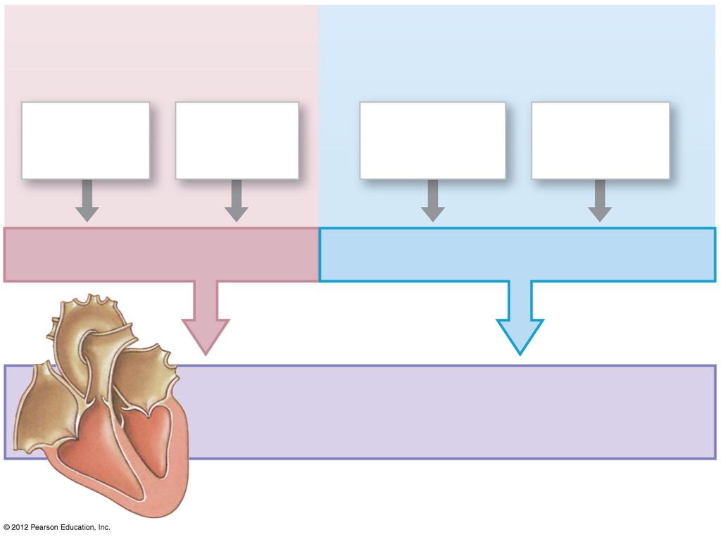 Figure 20-20 Factors Affecting Cardiac Output Factors Affecting Heart Rate (HR) Factors Affecting Stroke Volume (SV) Autonomic