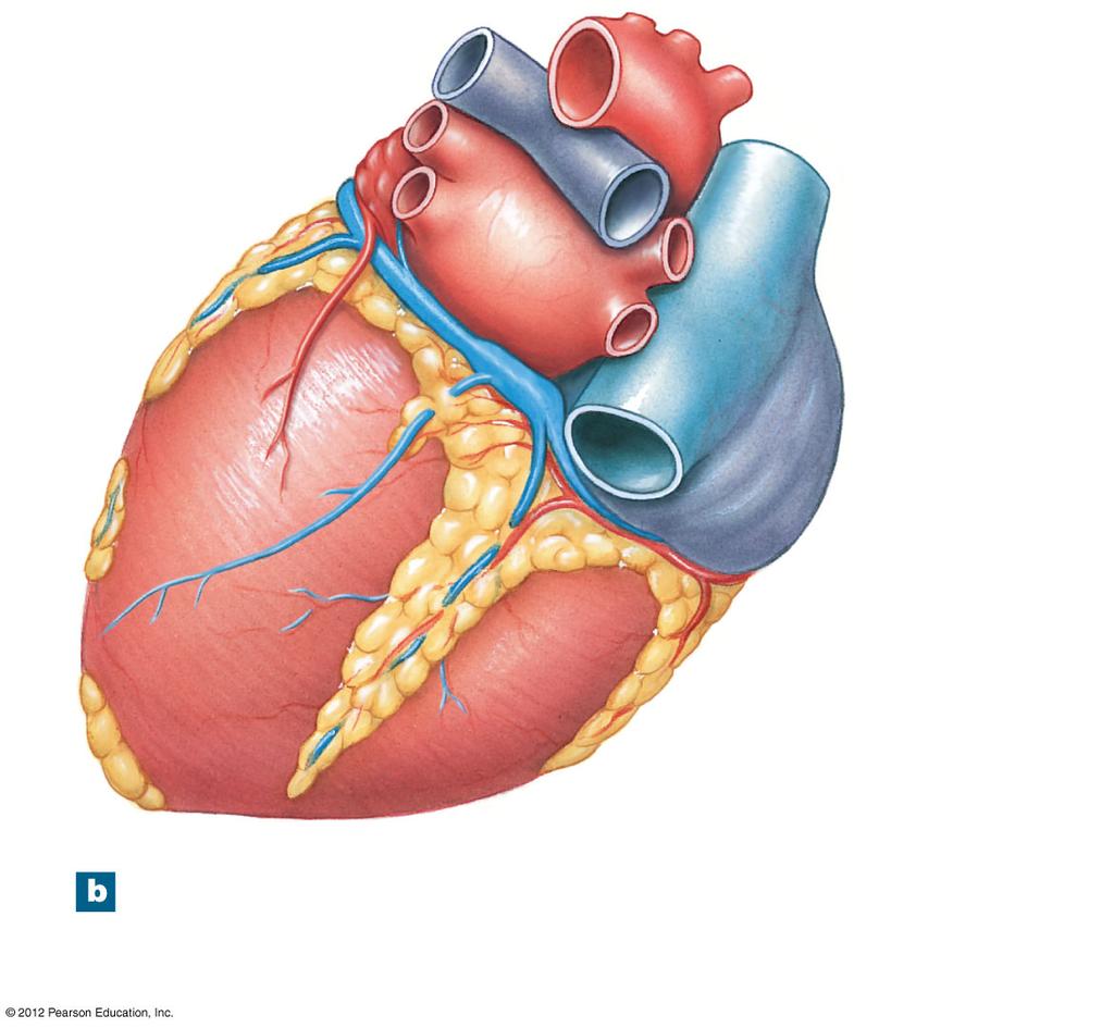 Figure 20-3b The Superficial Anatomy of the Heart Left pulmonary artery Left pulmonary veins Fat and vessels in coronary sulcus Coronary sinus LEFT VENTRICLE LEFT ATRIUM RIGHT ATRIUM Arch of aorta