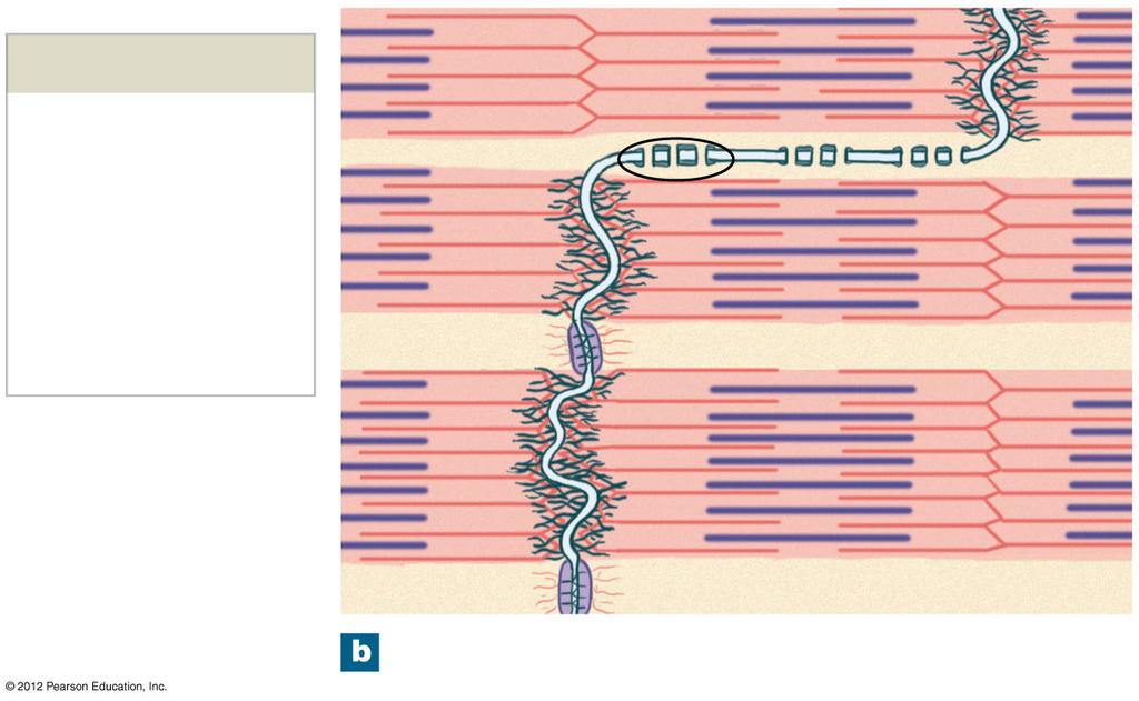 Figure 20-5b Cardiac Muscle Cells Intercalated disc Gap junction