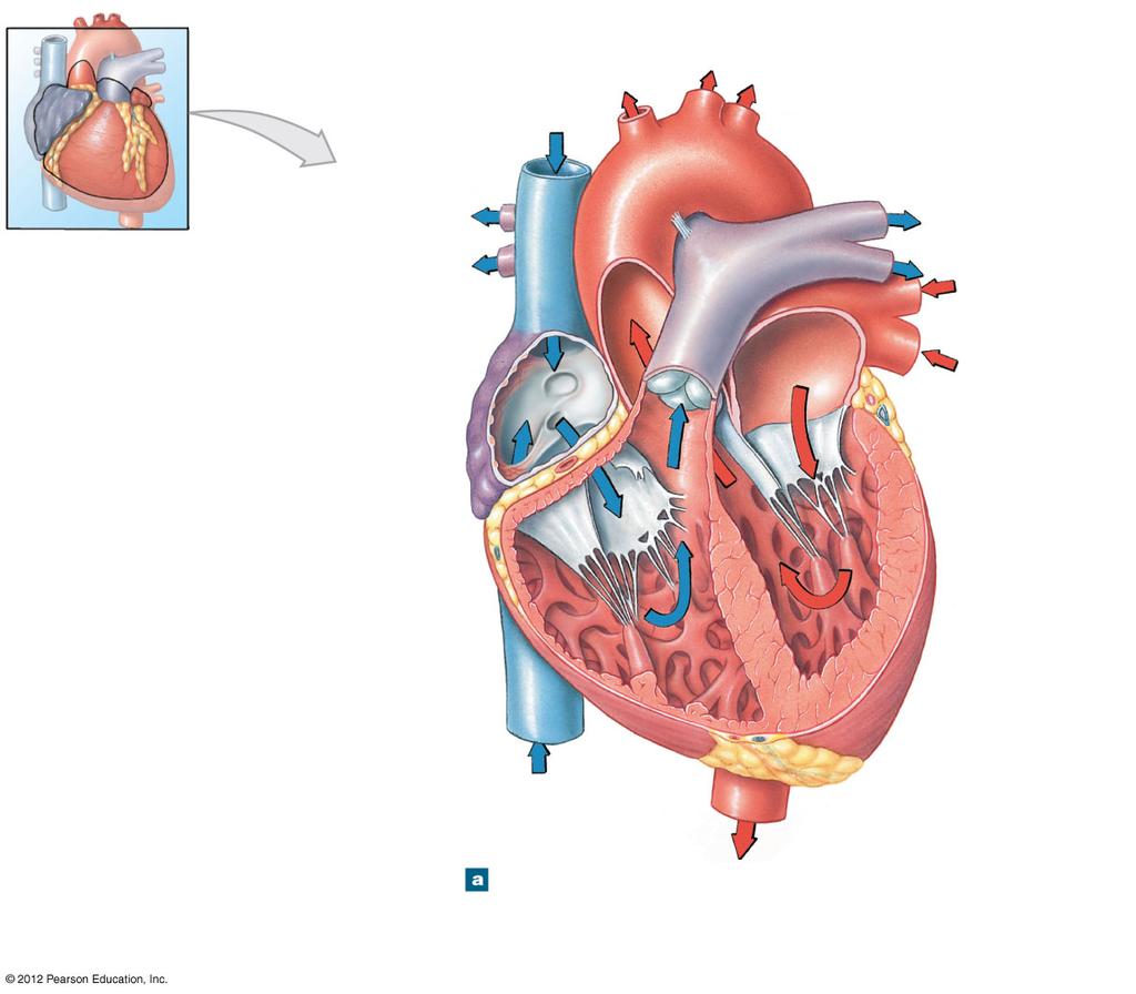 Figure 20-6a The Sectional Anatomy of the Heart Superior vena cava Right pulmonary arteries Ascending aorta Fossa ovalis Opening of coronary sinus RIGHT ATRIUM Pectinate muscles Conus arteriosus Cusp