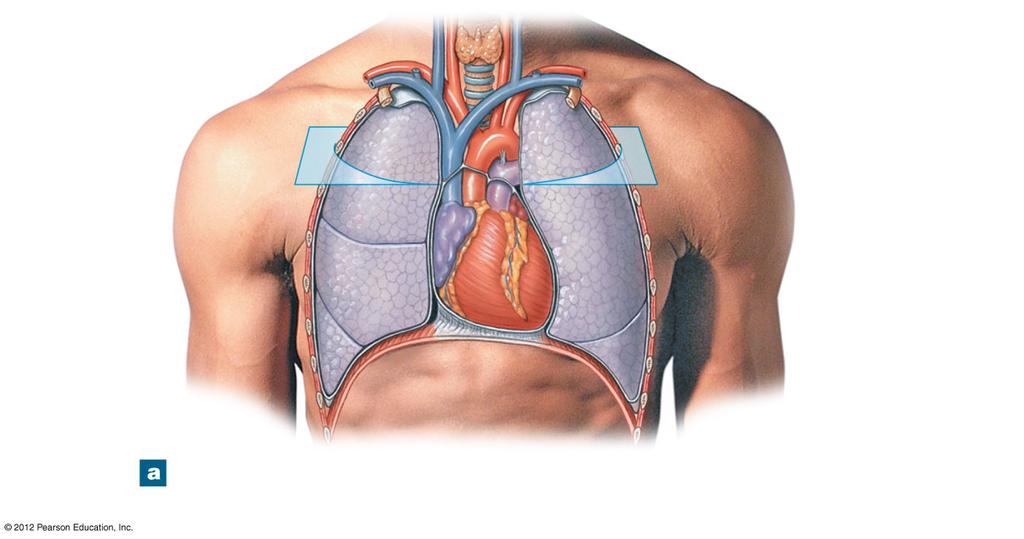 Figure 20-2a The Location of the Heart in the Thoracic Cavity Trachea Thyroid gland First rib (cut) Base of heart Right lung Diaphragm Left lung Apex of heart