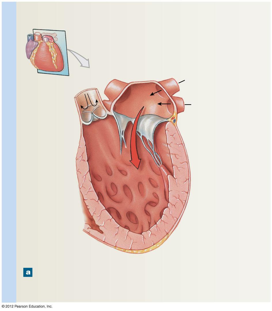 Figure 20-8a Valves of the Heart Frontal Sections through Left Atrium and Ventricle Pulmonary veins Relaxed ventricles Aortic valve (closed)