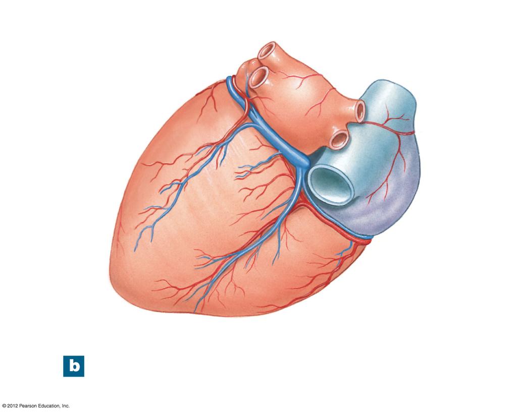 Figure 20-9b Coronary Circulation Circumflex artery Great cardiac vein Coronary sinus Marginal artery Posterior interventricular artery Posterior cardiac vein
