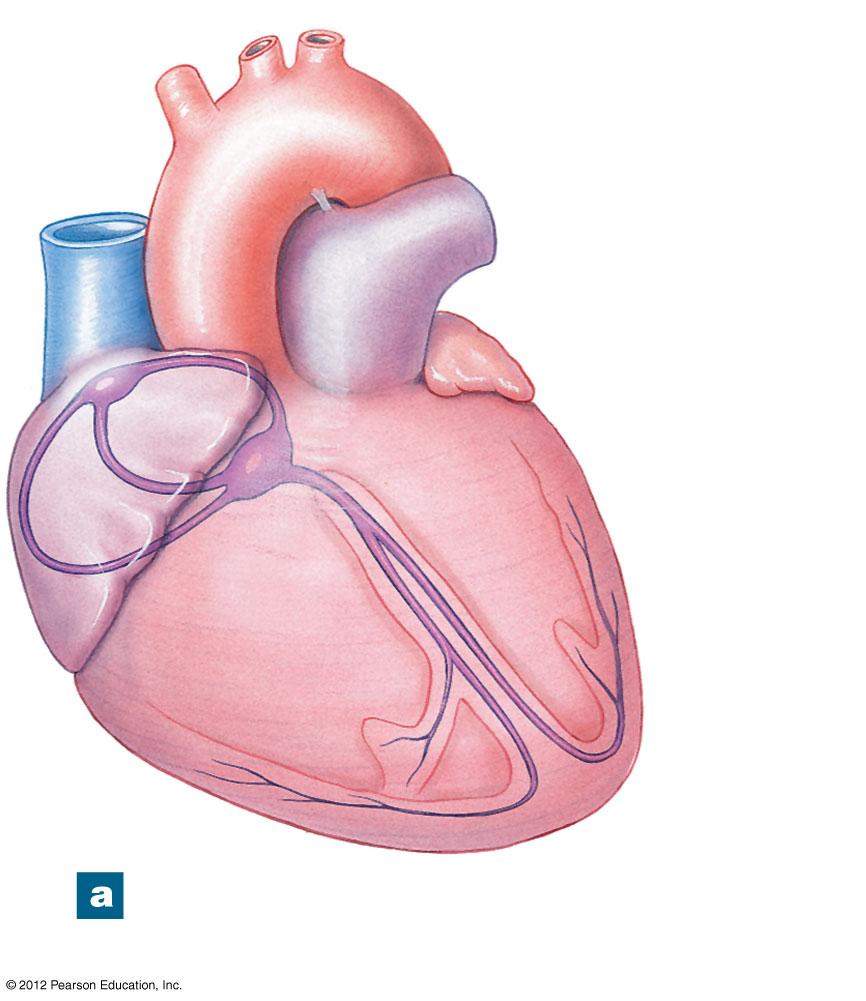 Figure 20-11a The Conducting System of the Heart Sinoatrial (SA) node Internodal pathways