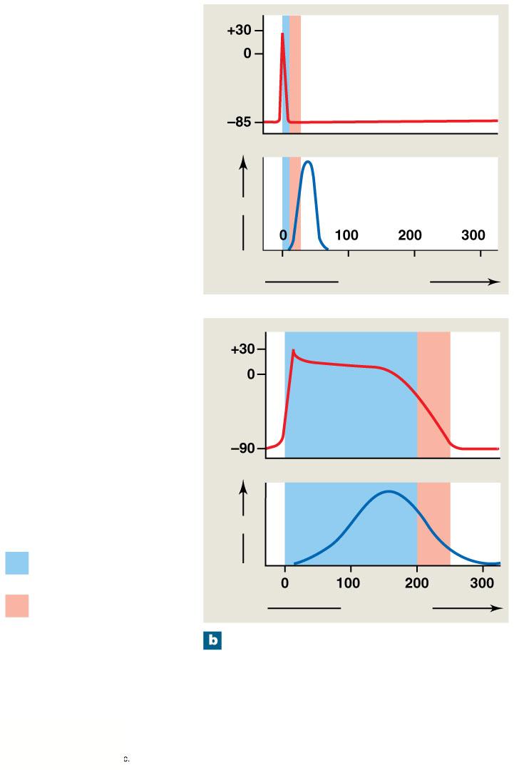 Figure 20-15b The Action Potential in Skeletal and Cardiac Muscle mv Action potential