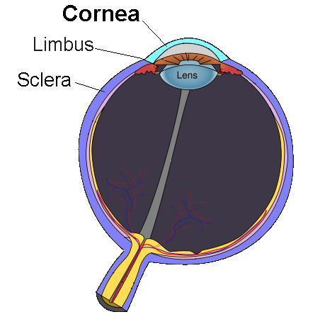 Glossary Cornea The thin transparent covering over the anterior portion of the eye. The cornea covers the iris, pupil, and anterior chamber of the eye.