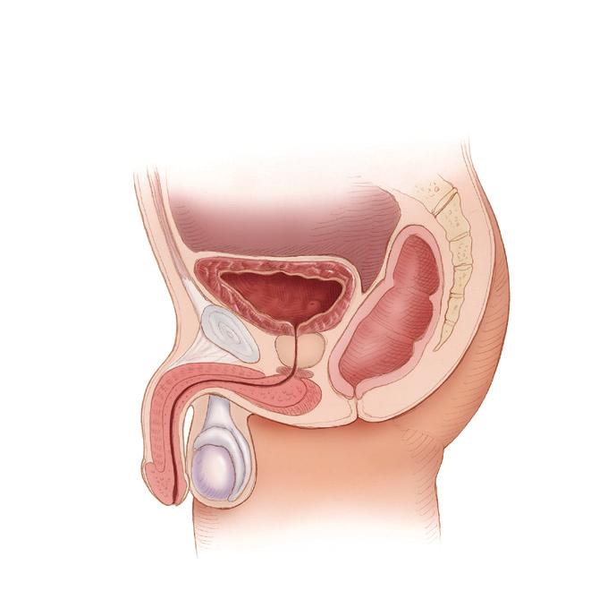 ABOUT YOUR ANATOMY Urination typically occurs 5-6 times per day, or whenever the bladder collects 250-350ml of urine.