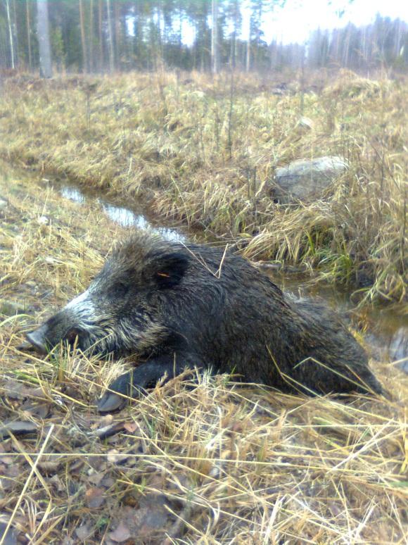 The wild boar and classical swine fever