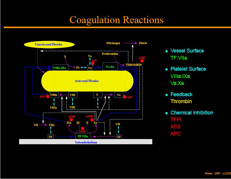 Figures and Tables Figure 1- Enzymatic Interactions Location Input Processor Product Act. Platelet X Tenase VIIIa:IXa Xa Act.