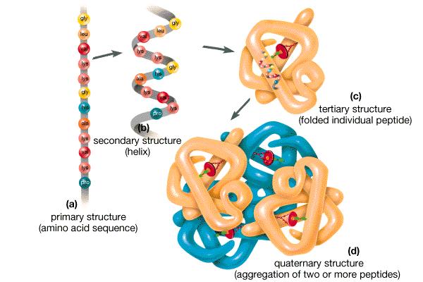 Third and Fourth Level of Protein Structure Tertiary structure - 3 D shape of a polypeptide Additional folding of secondary