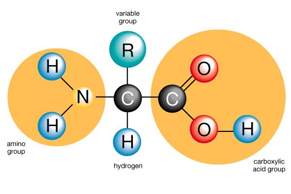 Structure of Amino Acids 1. Central carbon atom 2. An amino group 3. A carboxyl group 4. A hydrogen atom 5.