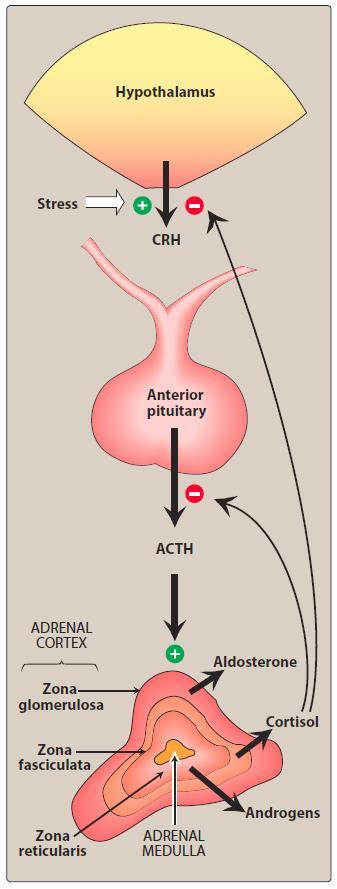 Hypothalamic-pituitary-adrenal axis (HPA) The inner zona reticularis: Secretes adrenal androgens.