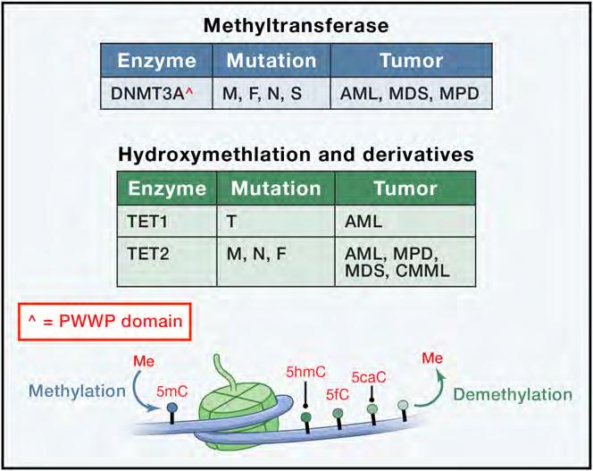 Gene expression changes are often mediated by mutation of chromatin modifiers DNA methylation can lead to cancer in various ways Global hypomethylation hallmark of human cancer and