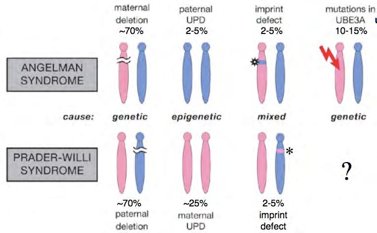 Genomic Imprinting Disorders Angelman Syndrome & Prader-Willi Syndrome Maternal deletion Paternal UPD