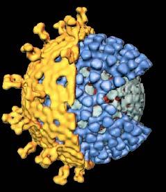 Rotavirus Structure RNA Segment 1 2 3 4 Protein VP1 VP2 VP3 VP4 VP2 VP4 Neutralization antigen 5 6