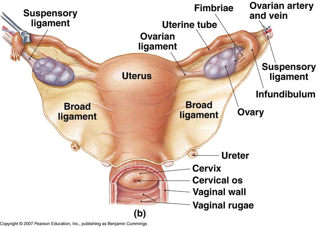 Female Reproductive System The